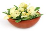 Resep Sederhana Ramuan Daun Kelor untuk Menurunkan Kolesterol